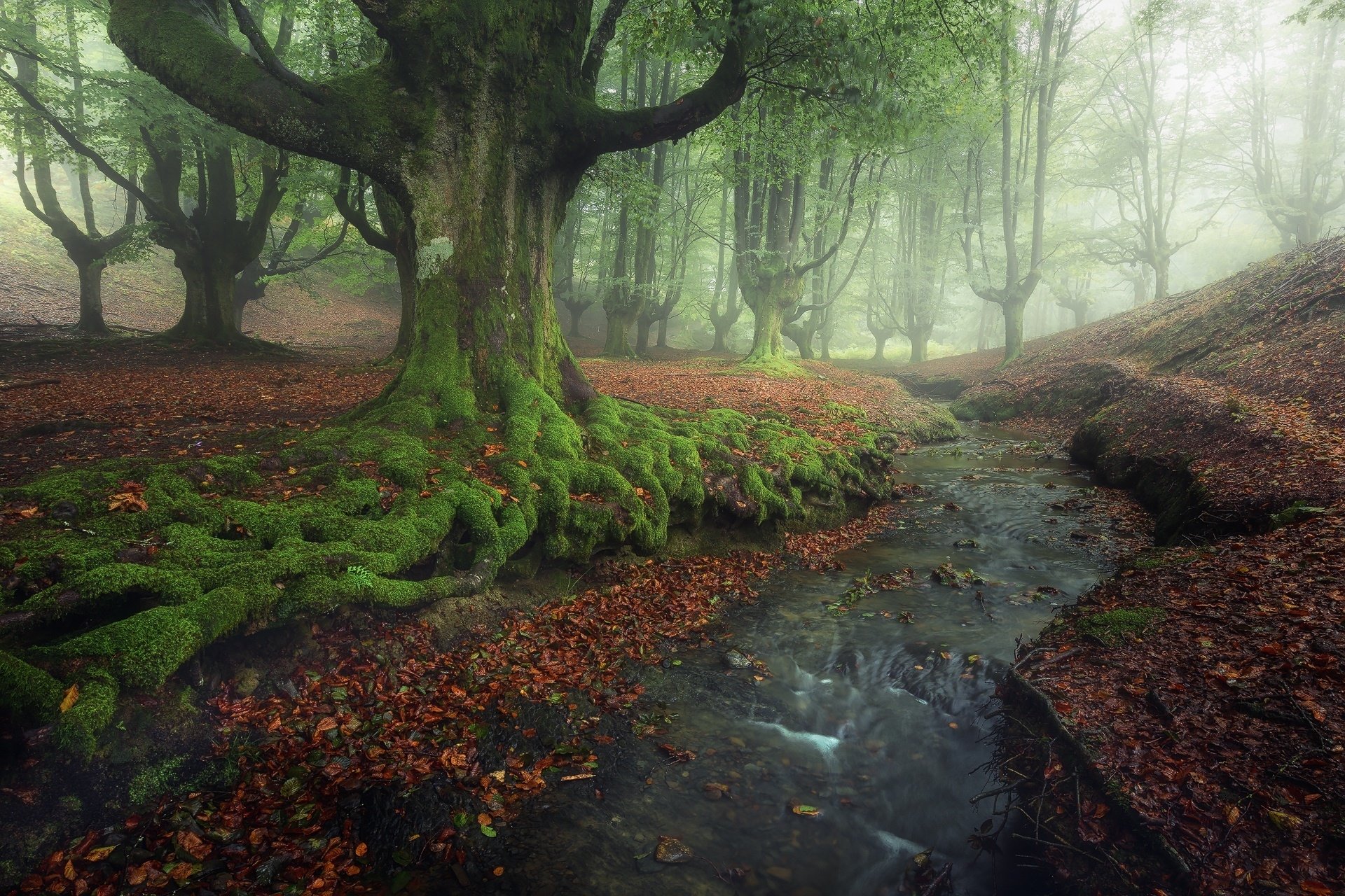 HD desktop wallpaper of a foggy forest with moss-covered trees and a gently flowing stream. The serene nature scene creates a mystical ambiance.