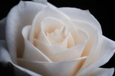 Close-up of a white rose in full bloom against a dark background, captured in high definition for a nature-inspired PC desktop wallpaper.
