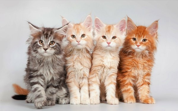 Animal Cat Cats Maine Coon Kitten Cute Baby Animal HD Wallpaper | Background Image