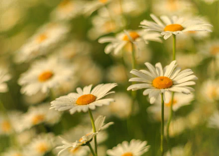 summer white flower macro nature flower chamomile HD Desktop Wallpaper | Background Image