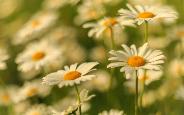 summer white flower macro nature flower chamomile HD Desktop Wallpaper | Background Image