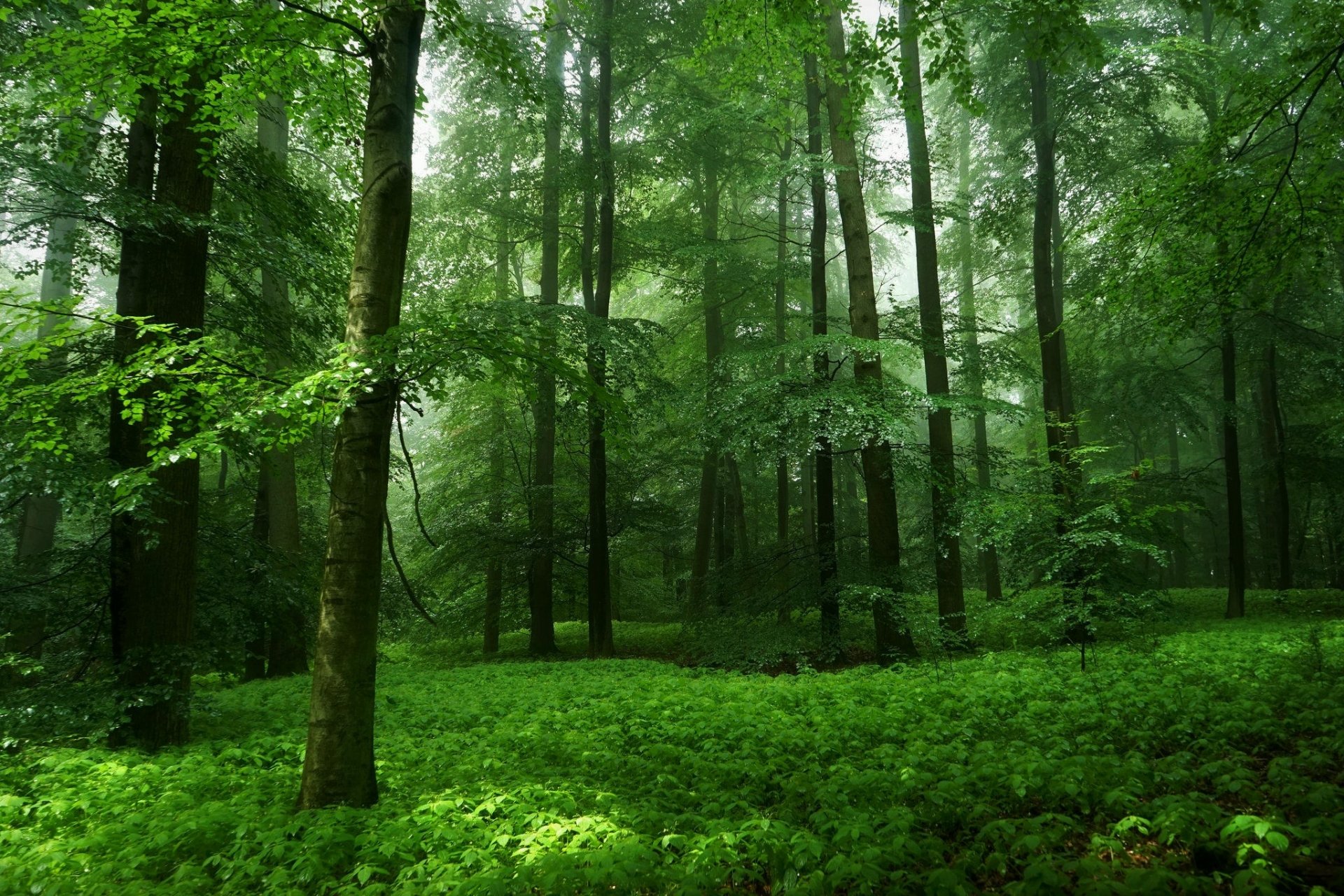 Green Forest Hd Wallpaper Background Image 2048x1365 Id861006