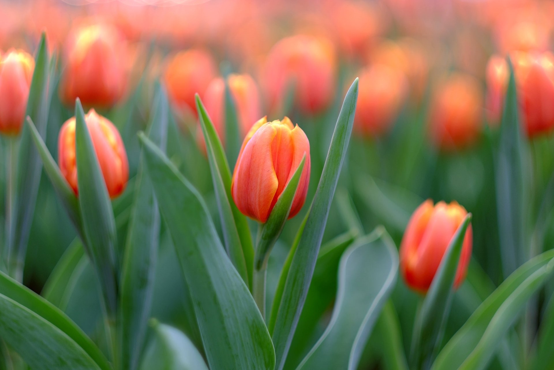 Download Orange Flower Summer Flower Nature Tulip HD Wallpaper ...