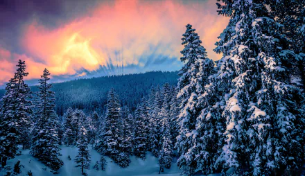 HD desktop wallpaper of a winter forest at sunset, featuring a vibrant sky, snow-covered trees, and nature's serene beauty.