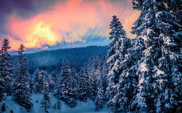 HD desktop wallpaper of a winter forest at sunset, featuring a vibrant sky, snow-covered trees, and nature's serene beauty.