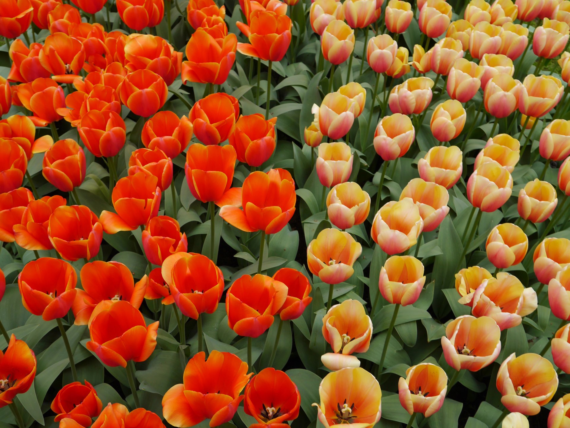 Vibrant orange and peach tulips in summer bloom with green leaves, 4K Ultra HD PC desktop wallpaper/background.