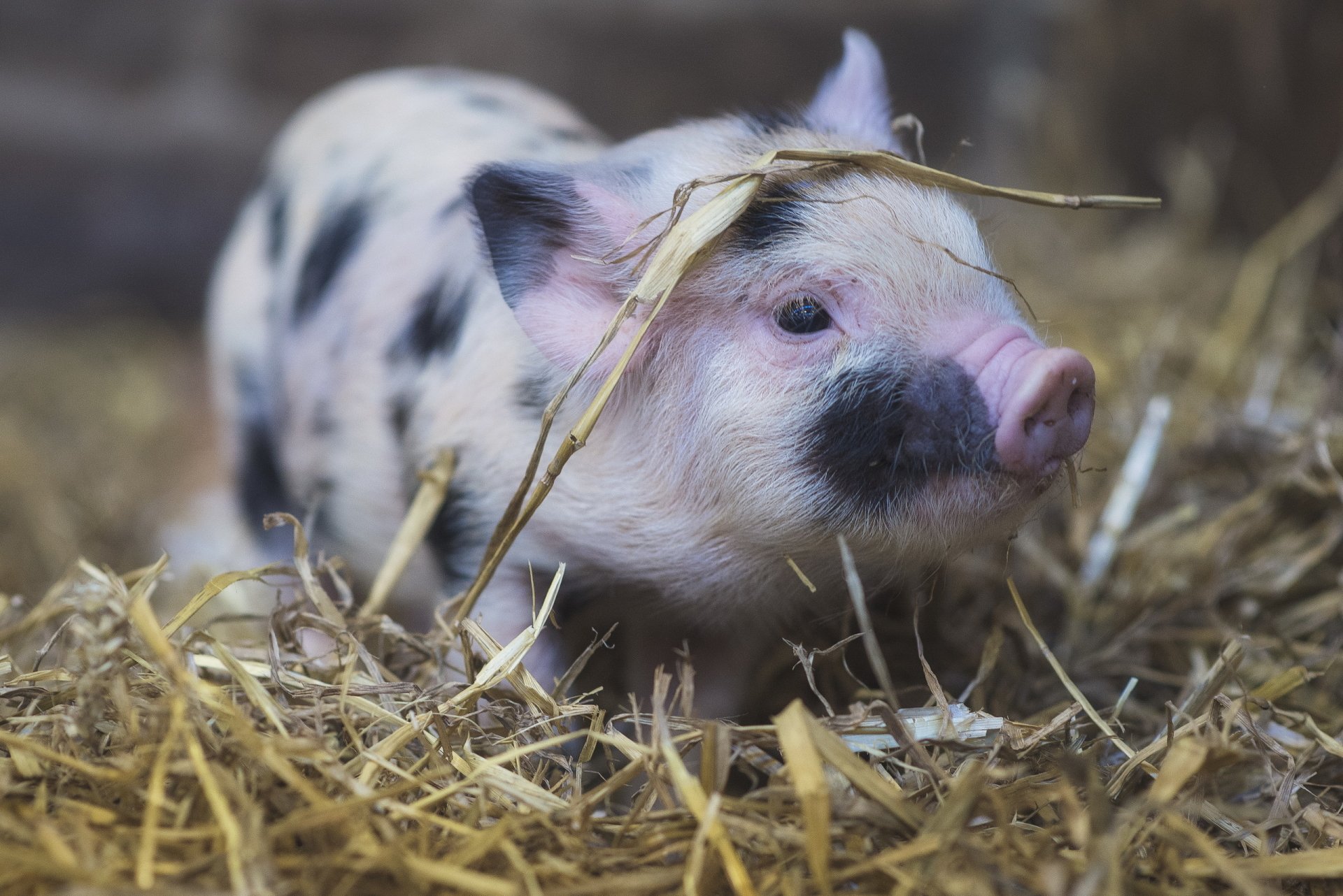 Schwein HD Wallpaper | Hintergrund | 2560x1709 | ID:863625 - Wallpaper ...