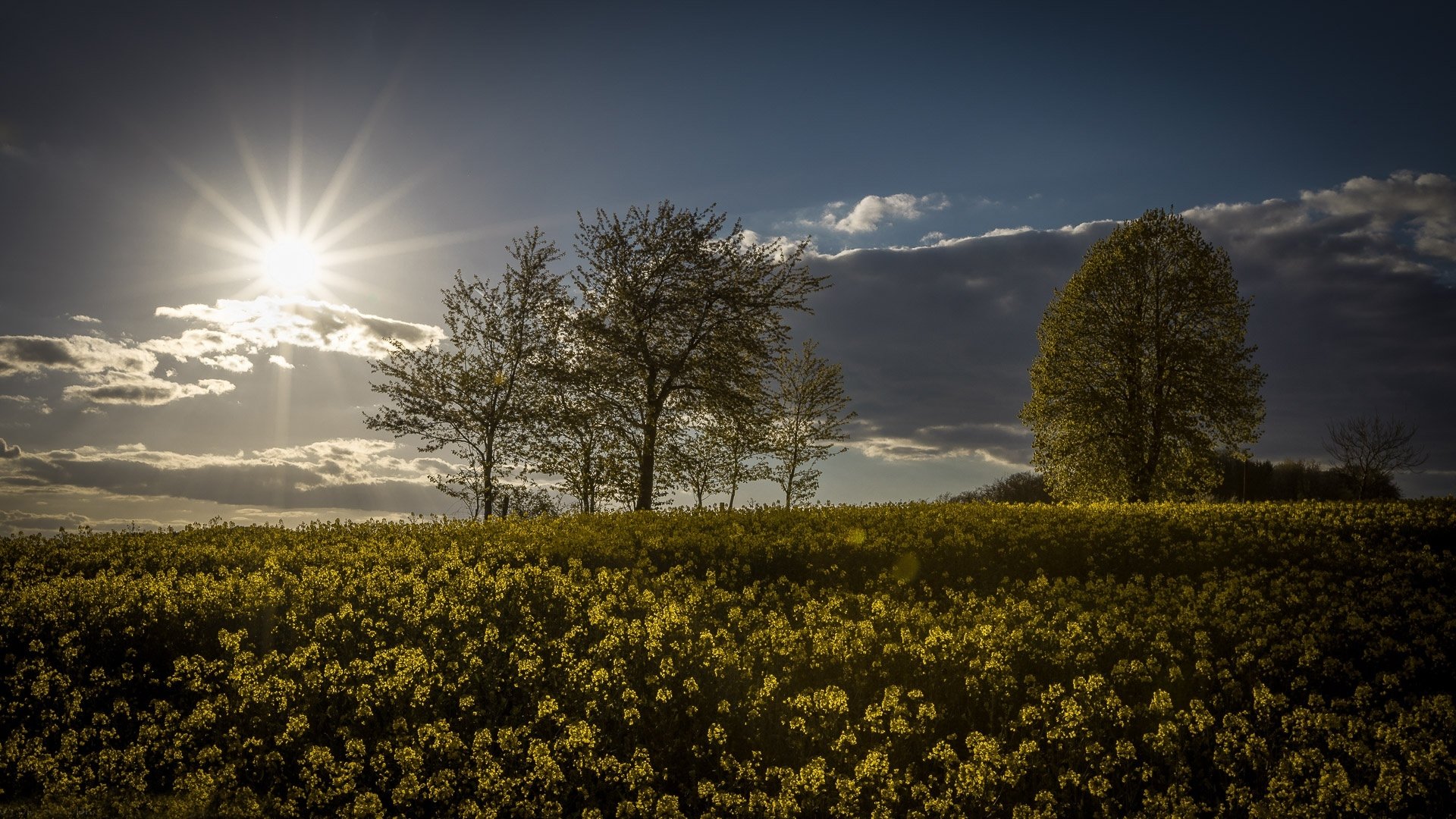 HD desktop wallpaper: summer rapeseed field of yellow flowers under a bright sun and dramatic sky with silhouetted trees on the horizon.