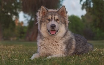17 Alaskan Malamute Hd Wallpapers Background Images Wallpaper