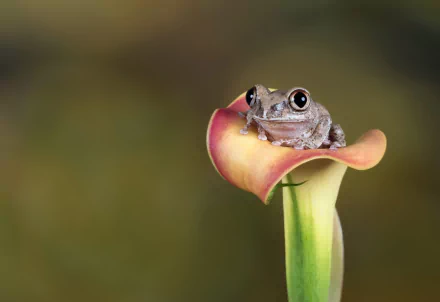 A small frog perched inside the bloom of a calla lily flower, captured in crisp HD detail against a blurred natural background.