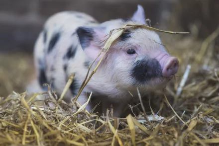 HD desktop wallpaper and background featuring a cute baby pig nestled in straw, showcasing its adorable spotted fur and playful demeanor.
