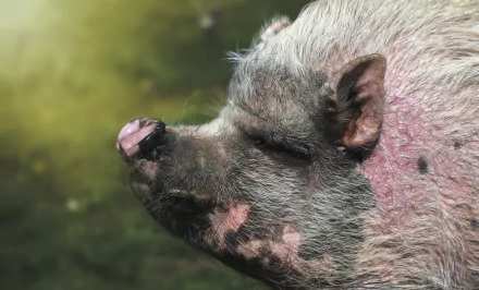 Animal pig HD Desktop Wallpaper | Background Image