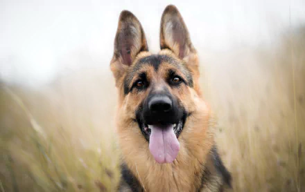 Close-up HD image of a German Shepherd dog with its tongue out, staring intently, wearing a muzzle, set against a blurred natural background.