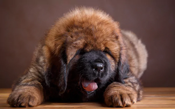 puppy baby animal dog Animal tibetan mastiff HD Desktop Wallpaper | Background Image