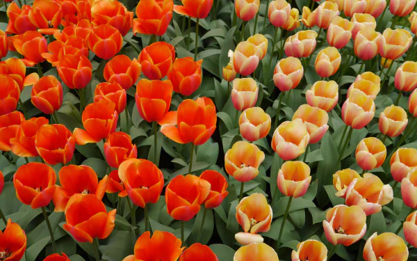 Vibrant orange and peach tulips in summer bloom with green leaves, 4K Ultra HD PC desktop wallpaper/background.