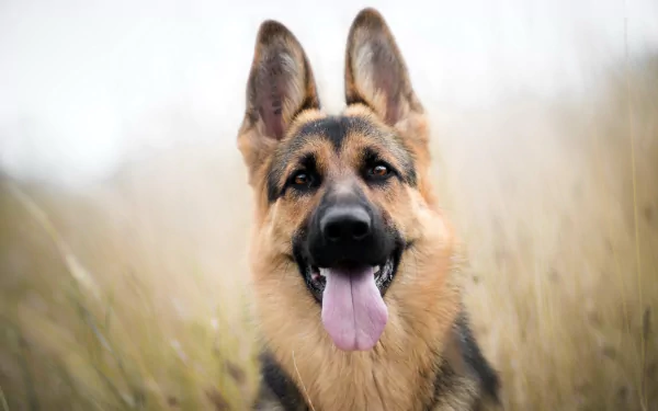 Close-up HD image of a German Shepherd dog with its tongue out, staring intently, wearing a muzzle, set against a blurred natural background.