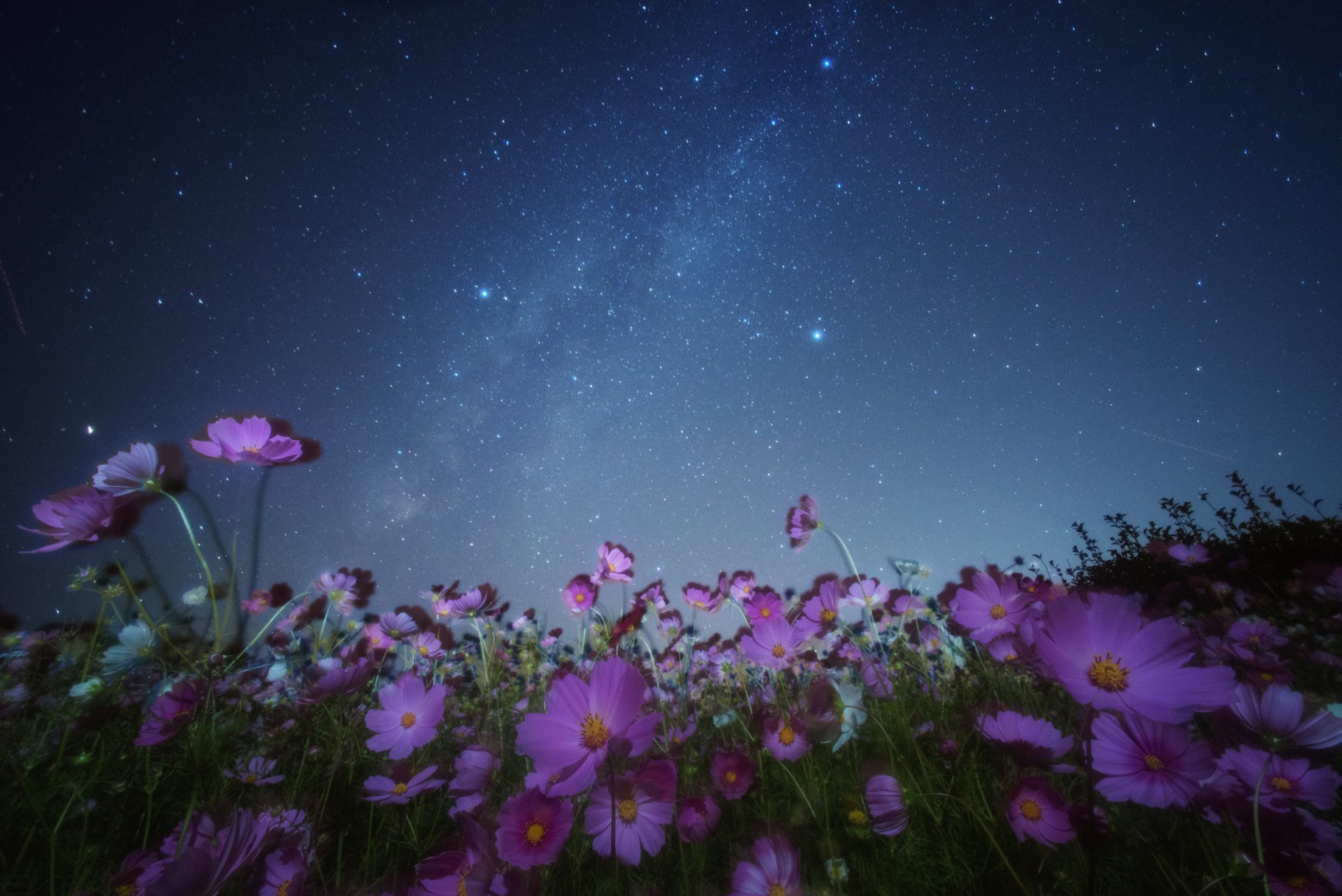 A vivid HD desktop wallpaper showing pink flowers under a starry night sky, blending nature with the cosmos in a serene and stunning scene.