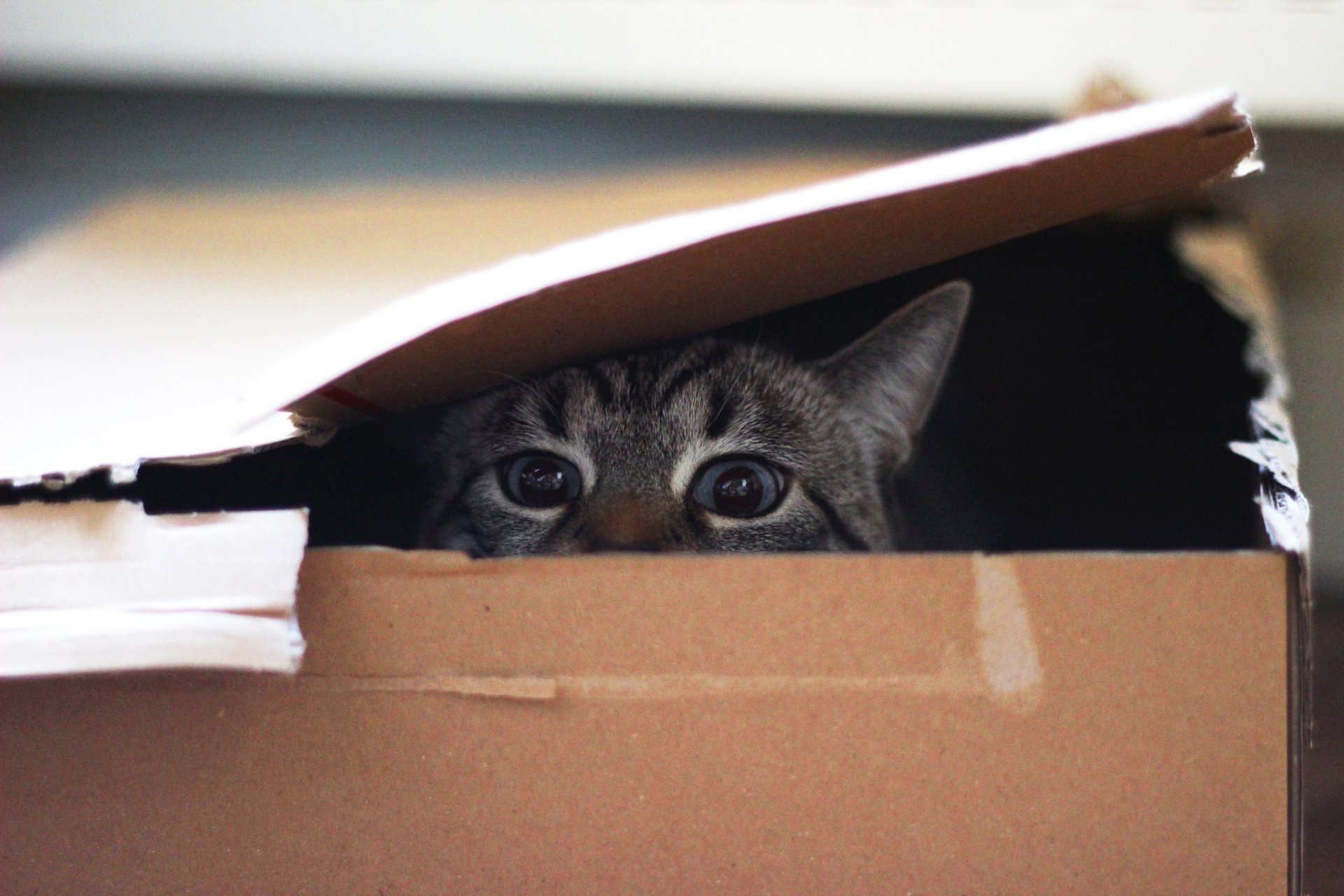 Close-up HD wallpaper of a cat staring intently from inside a partially open cardboard box, highlighting the animal's curious eyes and expression.