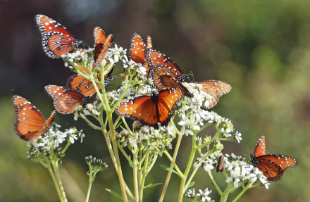  Monarch Butterflies