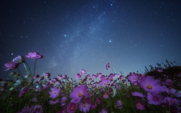 Earth Cosmos Flowers Nature Night Flower Sky Starry Sky Pink Flower Stars HD Wallpaper | Background Image