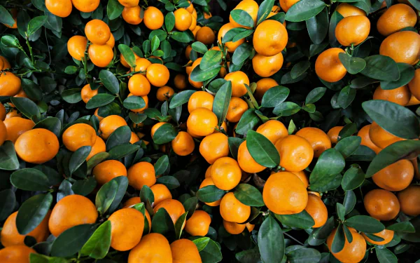 HD desktop wallpaper featuring vibrant orange fruits with lush green leaves, highlighting the fresh and colorful contrast of ripe oranges against deep foliage.
