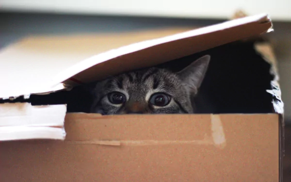 Close-up HD wallpaper of a cat staring intently from inside a partially open cardboard box, highlighting the animal's curious eyes and expression.