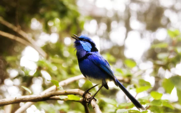 Cafe Poet Bird