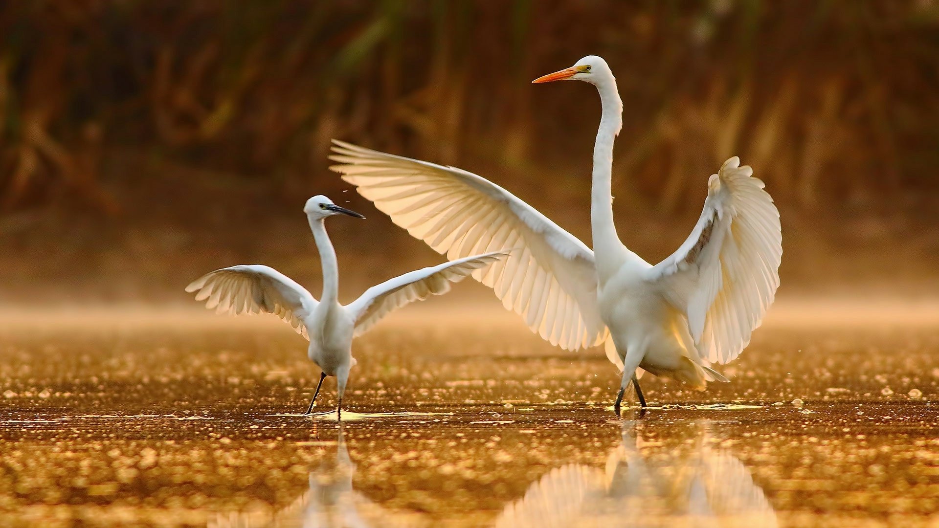 HD desktop wallpaper of an egret and its baby bird standing in water, wings outstretched, with clear reflections and warm golden light.