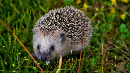 Animal hedgehog HD Desktop Wallpaper | Background Image