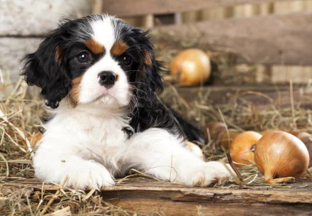  Cavalier King Charles Spaniel Puppy