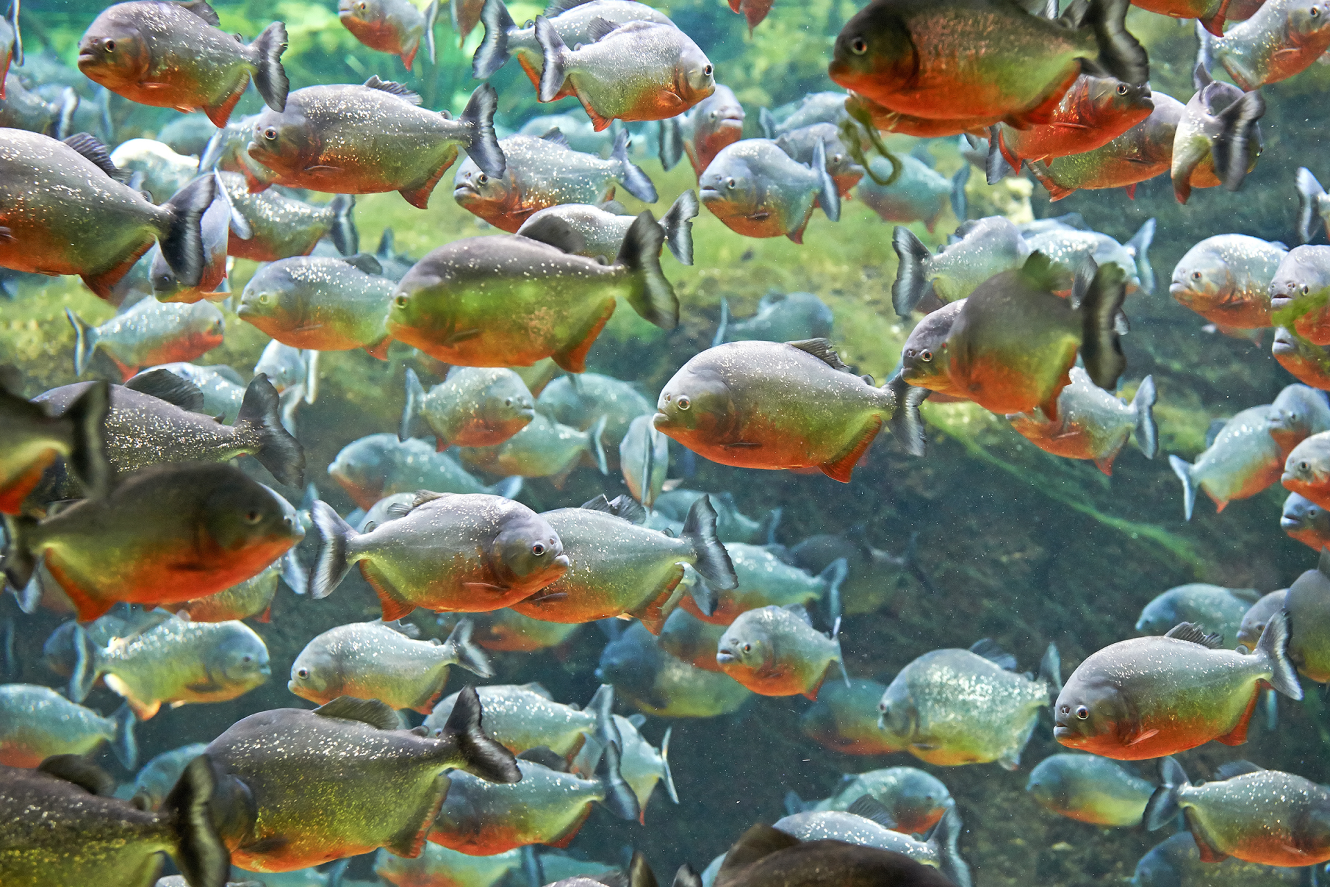 Download Fish Animal Piranha HD Wallpaper