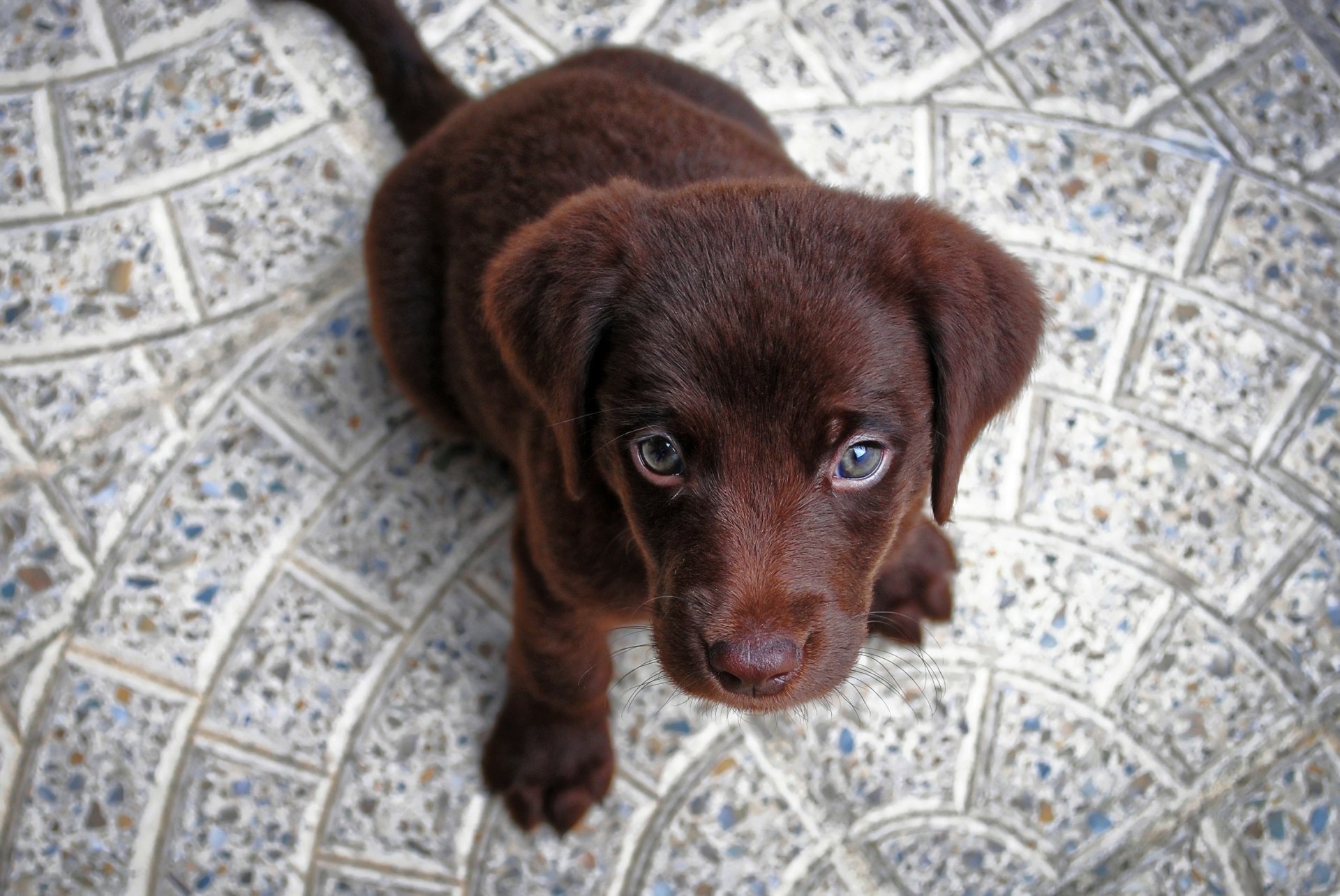 Download Baby Animal Cute Chocolate Labrador Dog Animal Puppy HD Wallpaper