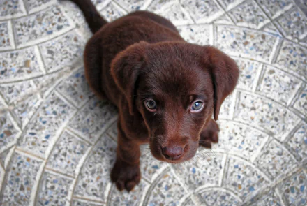  Cute Chocolate Lab Puppy