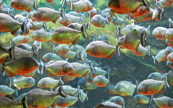 fish Animal piranha HD Desktop Wallpaper | Background Image