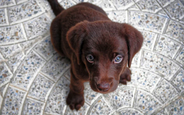  Cute Chocolate Lab Puppy