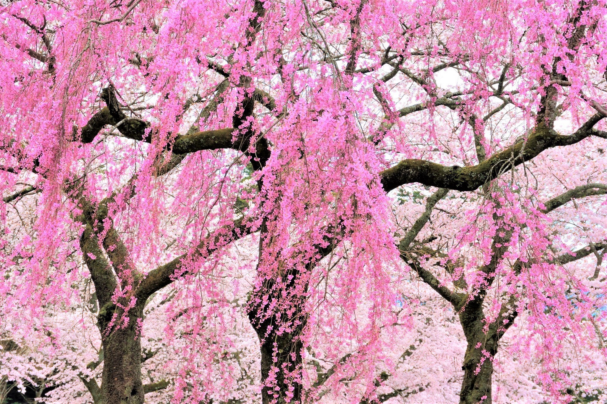 Download Pink Flower Blossom Spring Nature Tree HD Wallpaper