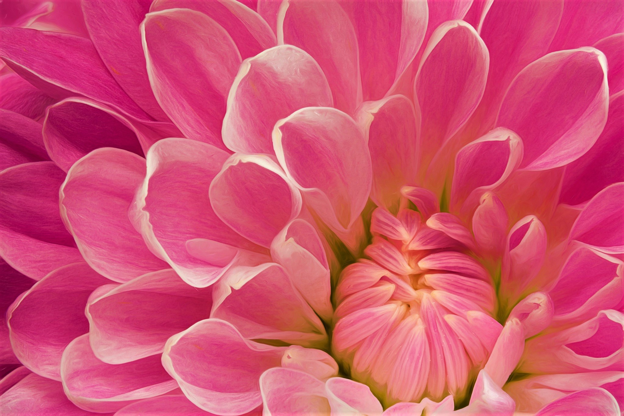 Download Macro Pink Flower Close-up Flower Nature Dahlia HD Wallpaper