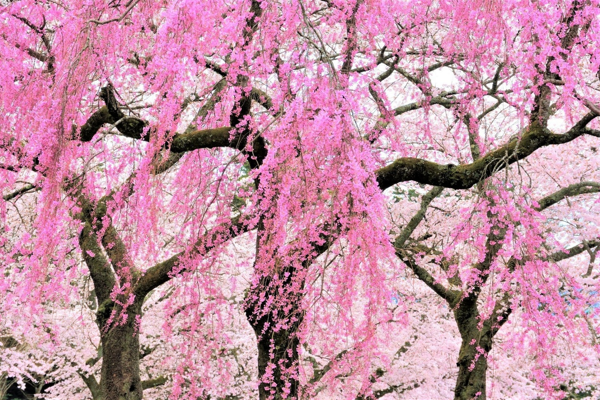 Pink Blossoms