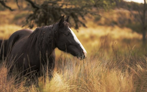 Animal Horse Depth Of Field Grass HD Wallpaper | Background Image