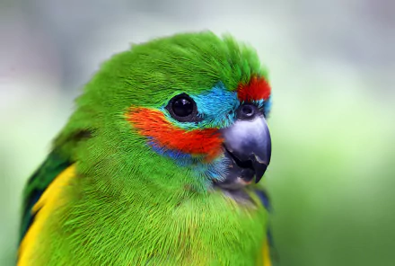Close-up of a vibrant green parrot with colorful blue and red markings, displayed as an HD desktop wallpaper and background.