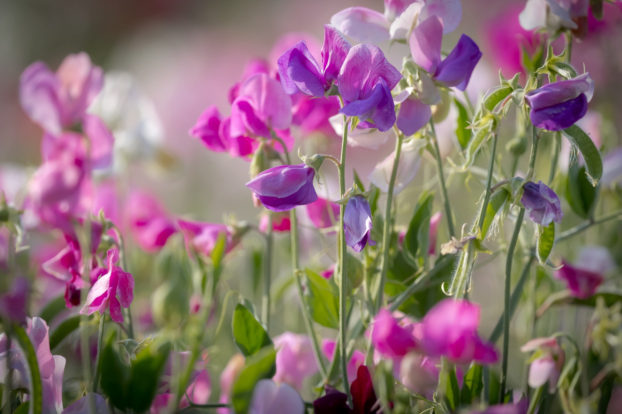 Nature Flower HD Wallpaper | Background Image
