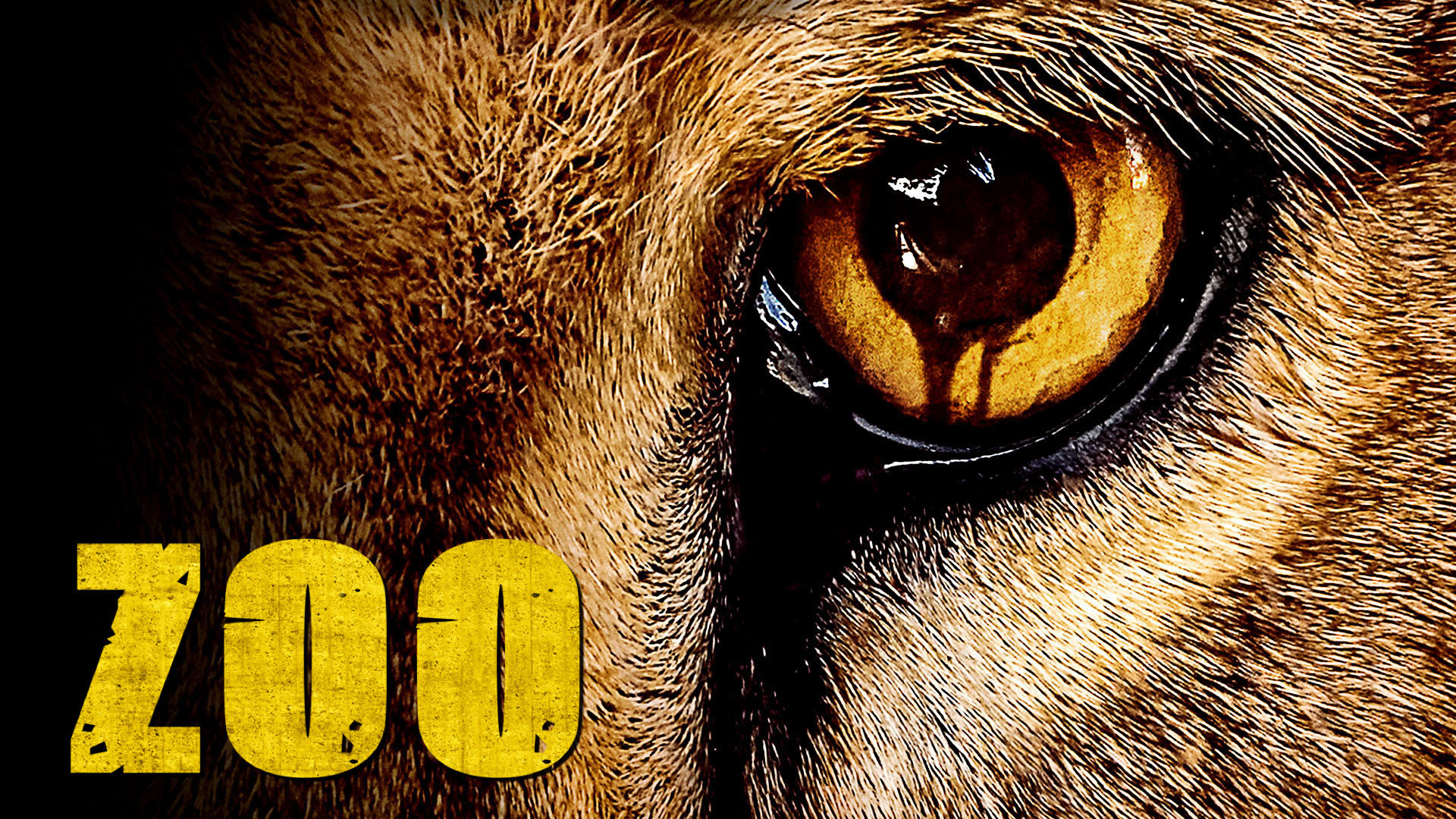 TV Show Zoo HD Wallpaper | Background Image