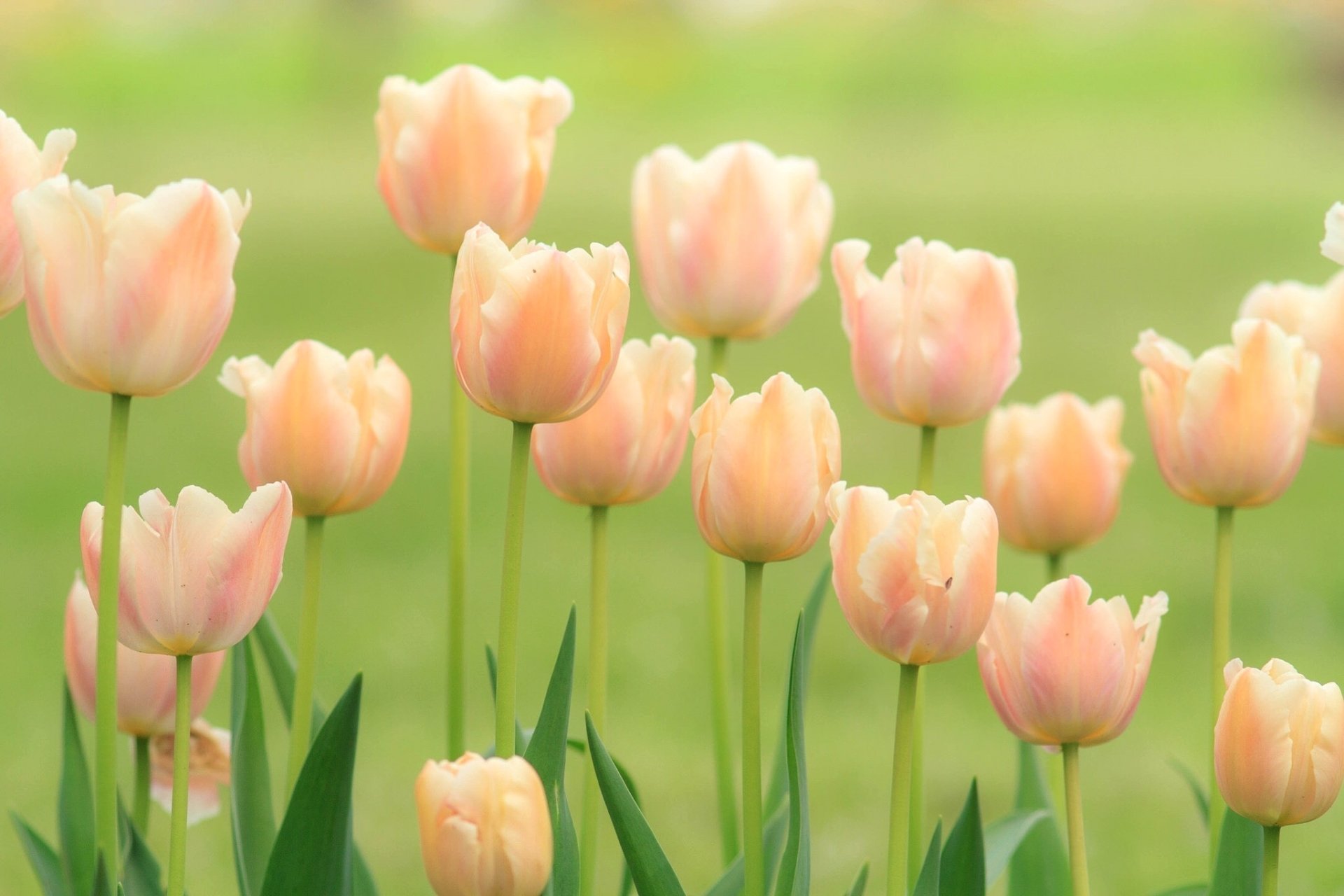 Download Peach Flower Flower Nature Tulip HD Wallpaper
