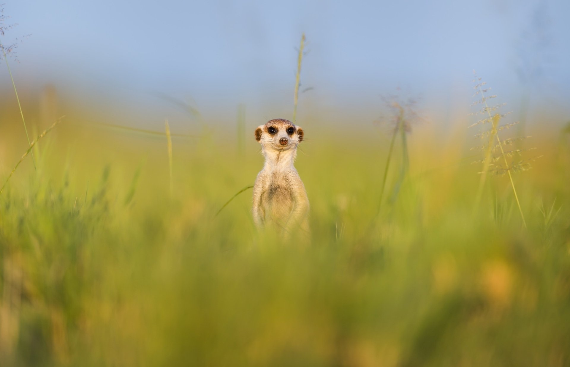 Download Animal Meerkat HD Wallpaper