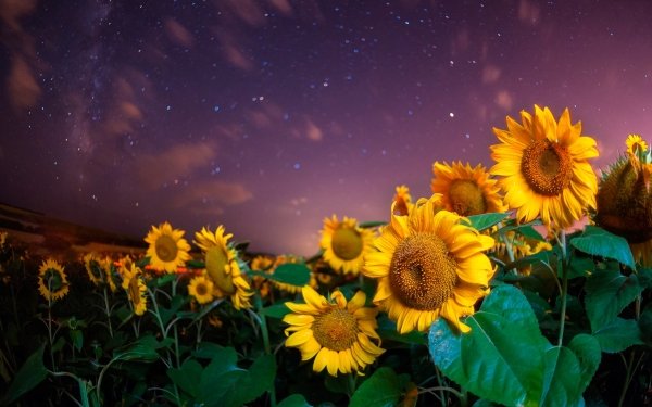 Earth Sunflower Flowers Summer Flower Yellow Flower Night Sky Starry Sky HD Wallpaper | Background Image
