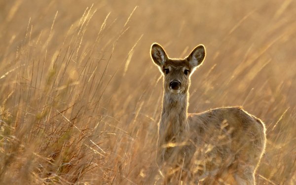 Animal Deer Plant Stare HD Wallpaper | Background Image