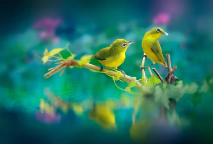 water reflection Animal White-eye HD Desktop Wallpaper | Background Image