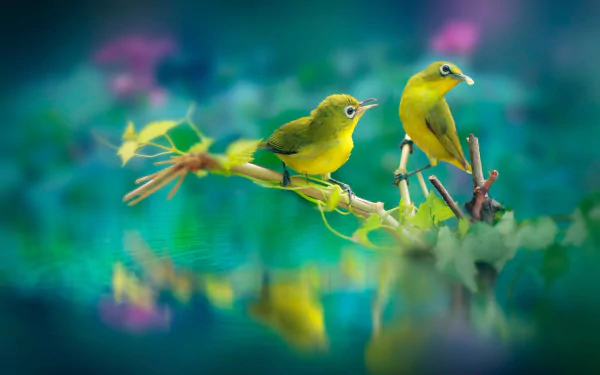 Two white-eye birds perched on a branch above water, their reflections visible in the calm surface, captured in a vibrant HD desktop wallpaper.