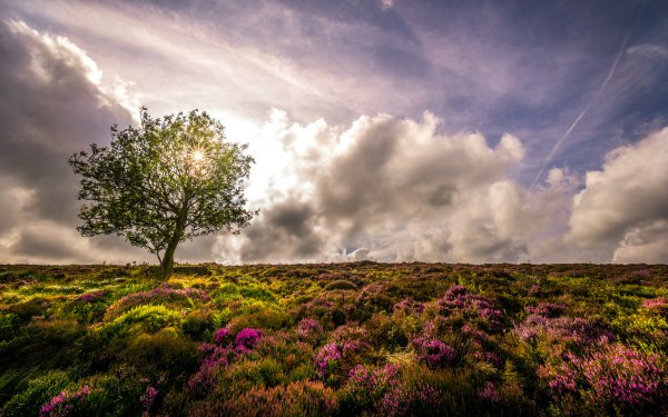 Earth Tree Trees Nature Lonely Tree Lavender Sky Cloud Flower HD Wallpaper | Background Image