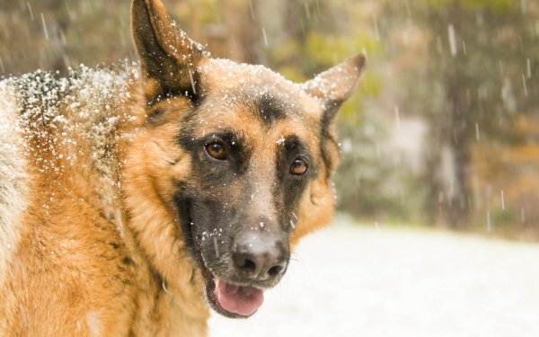 Animal German Shepherd Dogs Dog Snowfall Depth Of Field Muzzle Stare HD Wallpaper | Background Image